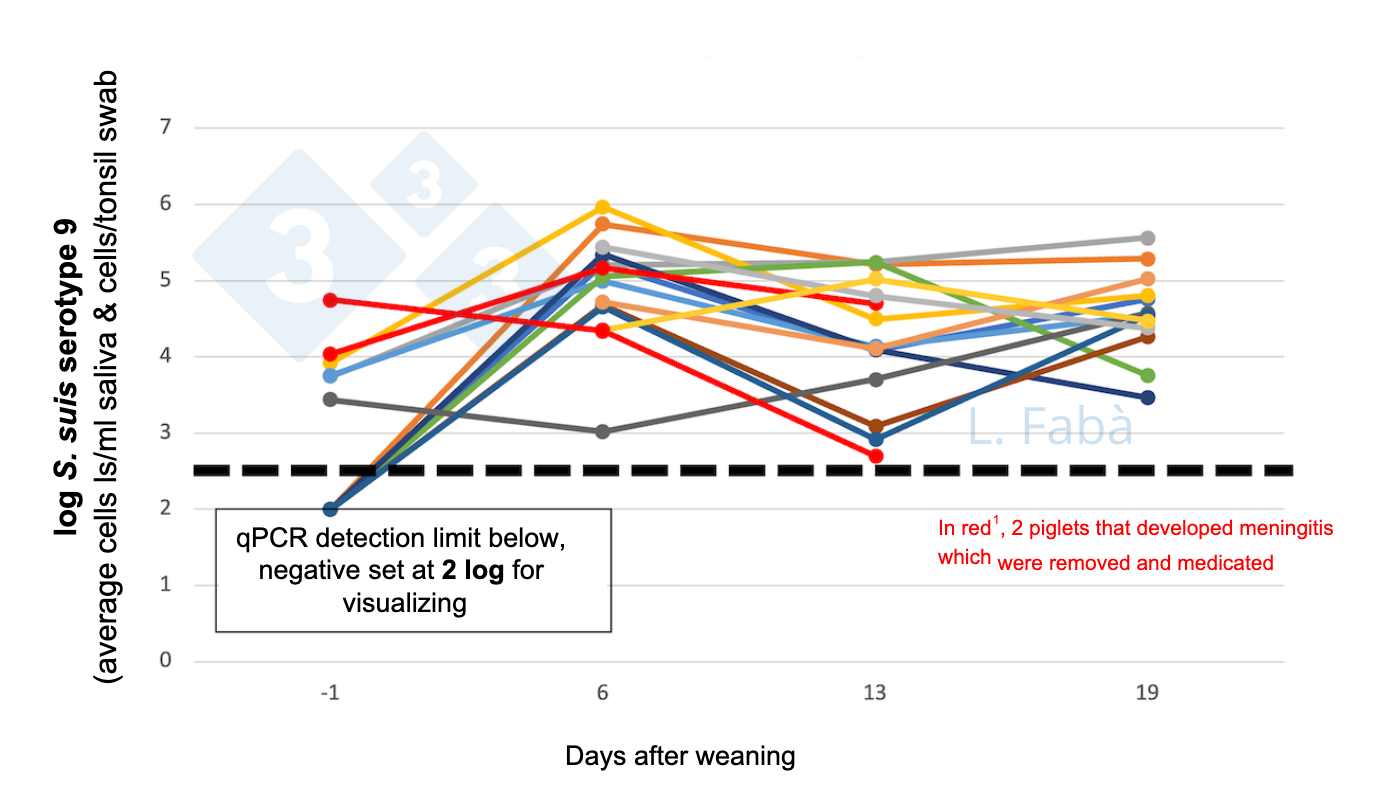 S. suis serotype 9 load changes after weaning