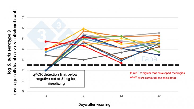 Figure 2. S. suis s9 in oral cavity before and after weaning.&nbsp;S. suis serotype 9 load (average tonsillar and saliva swab) changes after weaning for 15 piglets from 3 different litters (allocated as different sow origin 3/pen at weaning).
