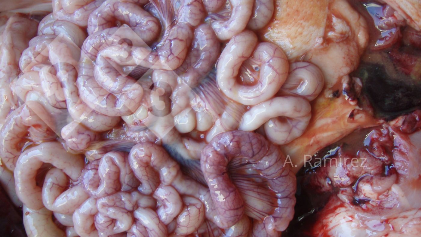 Photo 2. Photo of some slightly corrugated small intestines (due to intestinal wall thickening) suggesting mild to moderately chronic and uncomplicated ileitis. &nbsp;If the intestines we cut open,&nbsp;the thickening and&nbsp;corrugation would become more evident.
