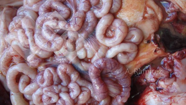 Photo 2. Photo of some slightly corrugated small intestines (due to intestinal wall thickening) suggesting mild to moderately chronic and uncomplicated ileitis.  If the intestines we cut open, the thickening and corrugation would become more evident.