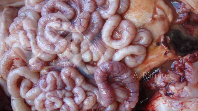Photo 2. Photo of some slightly corrugated small intestines (due to intestinal wall thickening) suggesting mild to moderately chronic and uncomplicated ileitis. &nbsp;If the intestines we cut open,&nbsp;the thickening and&nbsp;corrugation would become more evident.

