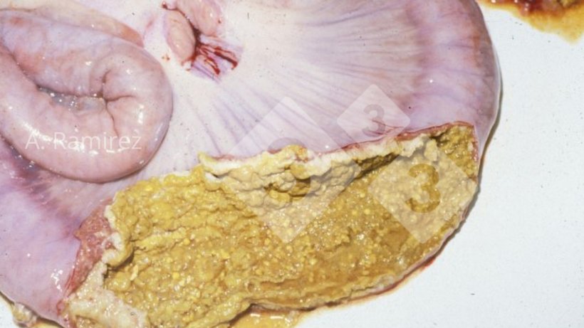 Photo 3. Photograph of pig ileum showing necrotic membrane attached to surface of the intestinal mucosa.&nbsp;
