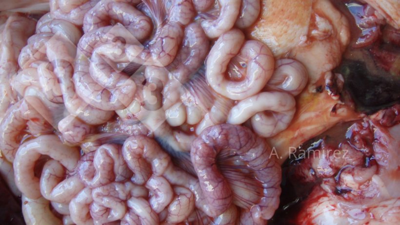 Photo 2. Photo of some slightly corrugated small intestines (due to intestinal wall thickening) suggesting mild to moderately chronic and uncomplicated ileitis. &nbsp;If the intestines we cut open,&nbsp;the thickening and&nbsp;corrugation would become more evident.
