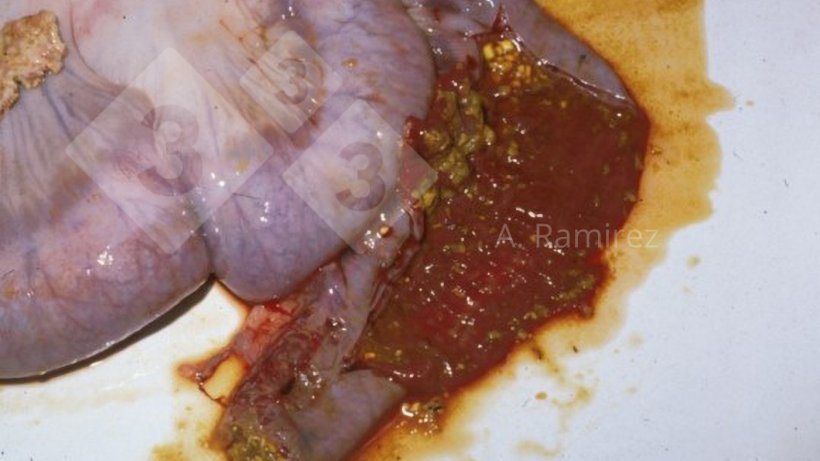 Photo 1.&nbsp;Photograph of pig ileum from a peracute ileitis cases showing what appears to be slightly distended intestines with hemorrhagic intestinal content mixed with some partially digested feed content.
