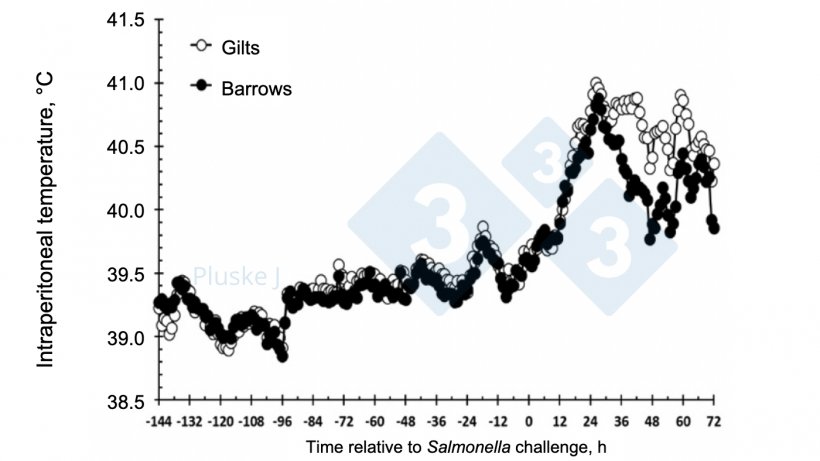 Figure 2. Effect of being a gilt or a barrow on the intraperitoneal temperature response to an oral Salmonella typhimurium challenge. There was a sex by time interaction (P &lt; 0.001) with gilts having a greater temperature response than barrows from 36 to 63 and at 72 h after challenge (after Burdick Sanchez et al., 2017).
