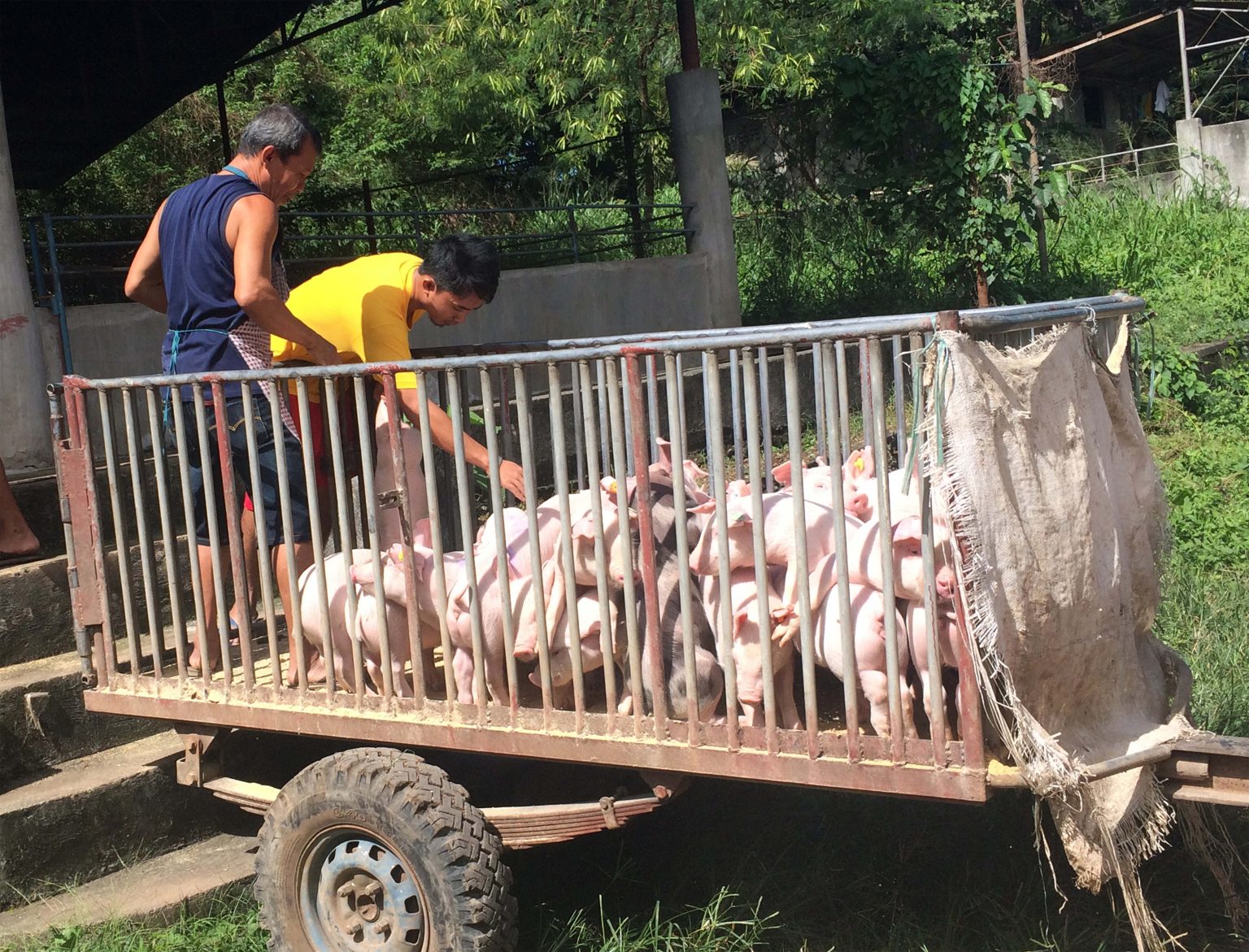 Philippines: Government distributes ASF sentinel pigs - Swine news -  pig333, pig to pork community