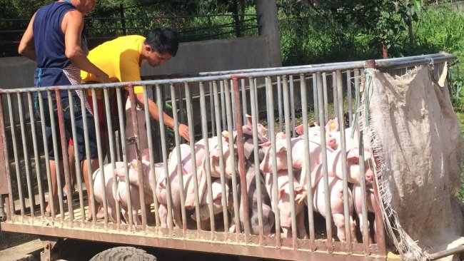 Source: Philippine Department of Agriculture