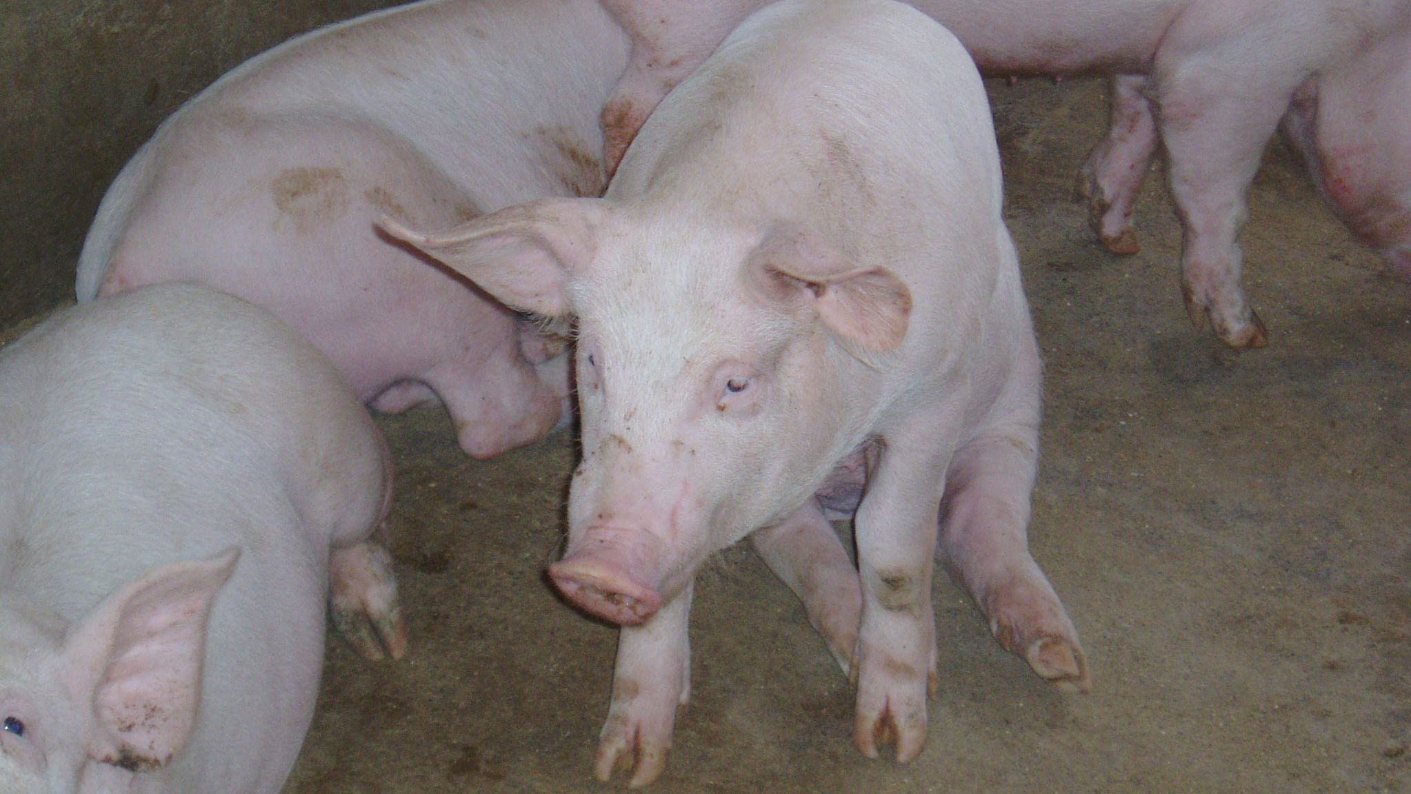 Pig in a "dog sitting" position&nbsp;
