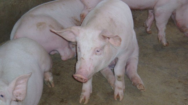 Pig in a "dog sitting" position 