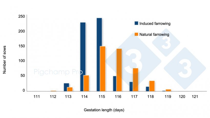 Graph&nbsp;3. Comparison of gestation length between induced farrowing at 114 days and natural farrowing on a specific farm&nbsp;(Are sows asking for the Pig334? 2/2).
