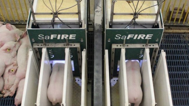 SaFIRE is the industry’s first performance testing system for small pigs.