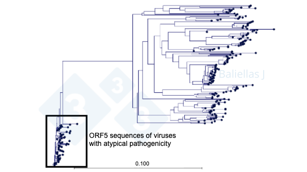 Figure 1: Phylogenetic tree with the history of ORF5 sequences detected in a region over 4 years.
