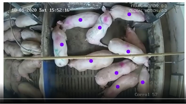 Figure 2: Video in which pigs&#39; movements are recognized and individually tracked. Project from Innovaci&oacute;n VIGIASAN.
