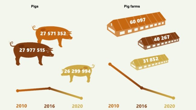 Evolution of the number of pigs and pig farms in Germany 2010-2020. Source: Destatis