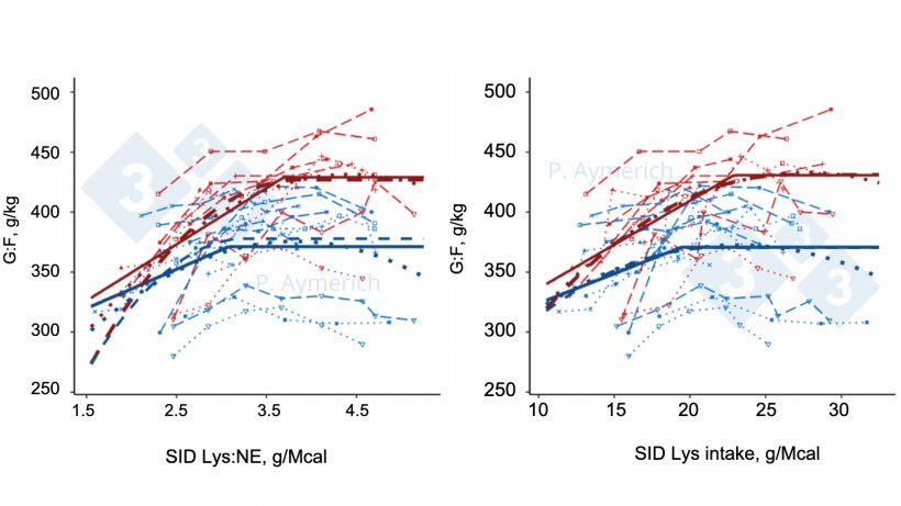 Figure&nbsp;2. Modeling the effect of lysine to energy ratio and daily lysine intake in entire males (red) and females&nbsp;(blue) in finishing on the efficiency of feed conversion. (Aymerich et al., 2021).
