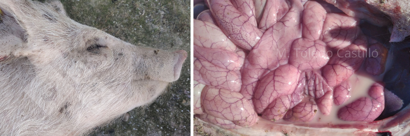 <p>Photo 3 and 4: Appearance of a piglet and intestine affected by Colibacillosis.</p>
