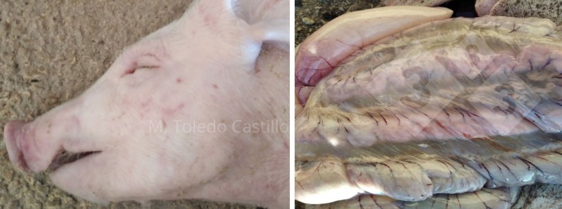 Photo 1 and 2: Appearance of a piglet and its intestine affected by edema disease.
