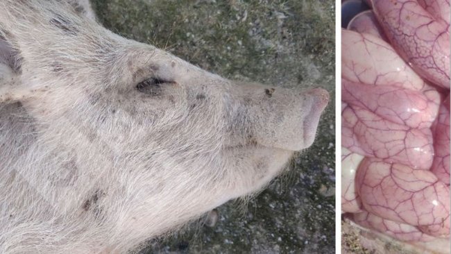 Photo 3 and 4: Appearance of a piglet and intestine affected by Colibacillosis.