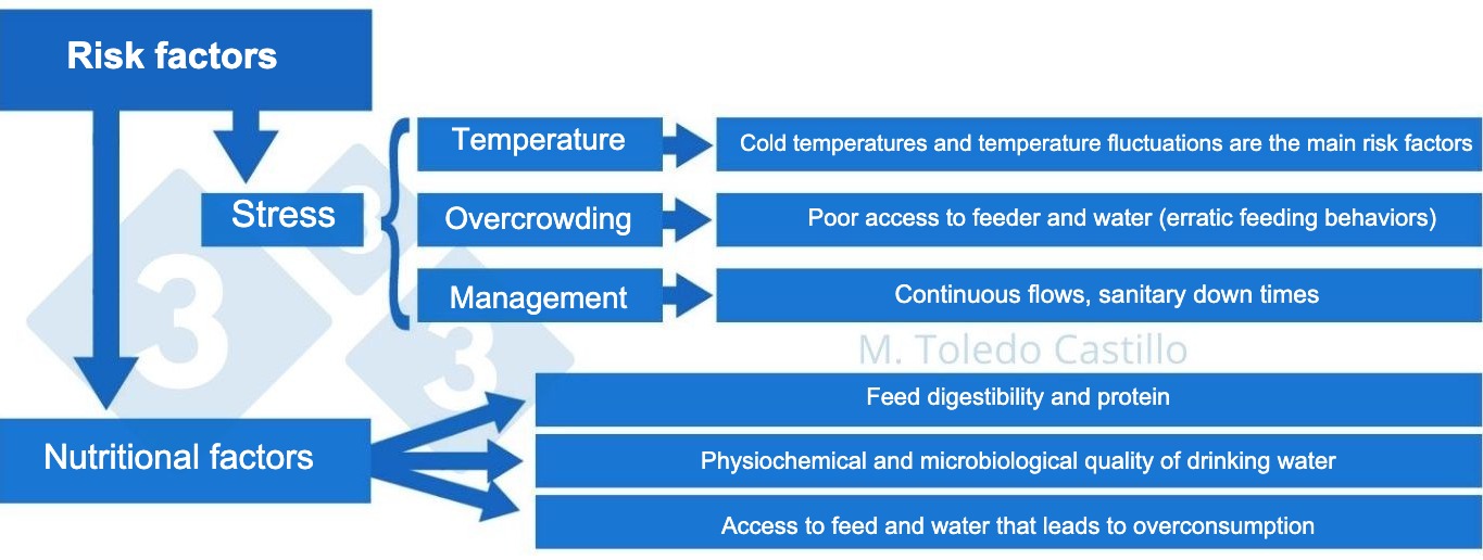<p>Diagram 2: Risk factors associated with colibacillosis presentation.</p>
