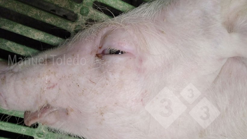 Photo 1. Eyelid edema in a piglet.

