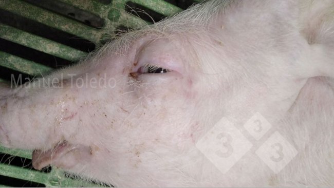 Photo 1. Eyelid edema in a piglet.
