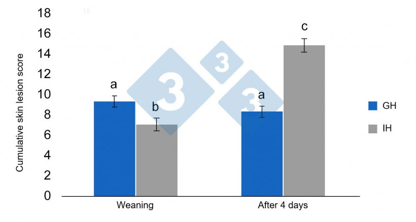 Figure 3. Least-square-means and standard errors of the cumulative lesion score of the weaned piglets previously housed in pre-weaning GH (group housing) or in IH (individual housing). Significant differences are indicated by different letters (p< 0.05) (from Schrey et al., 2019).
