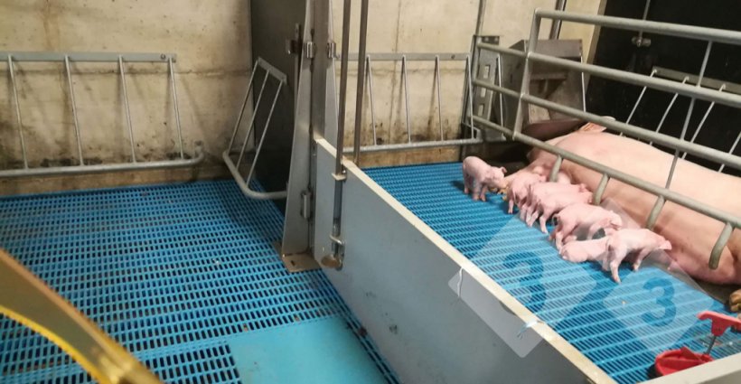Figure 6. Farrowing pen with the sow confined.
