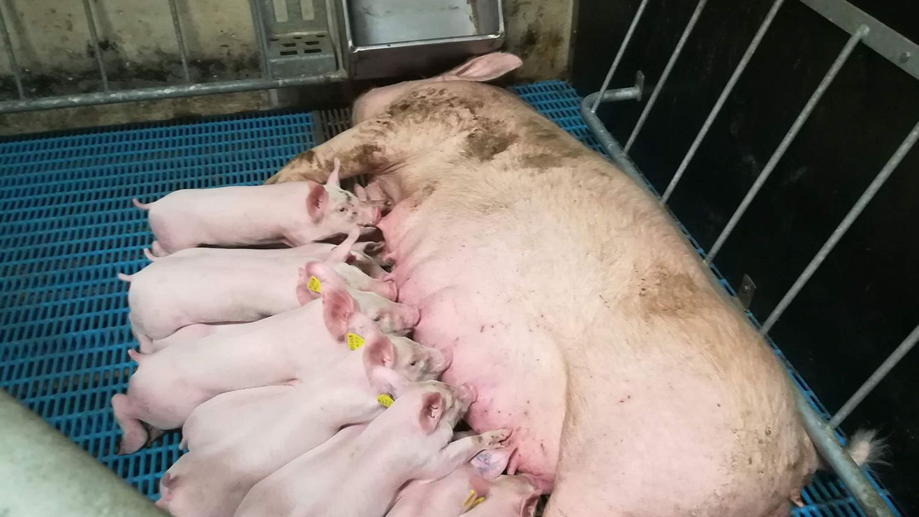 Figure 7. Farrowing pen with the loose sow.
