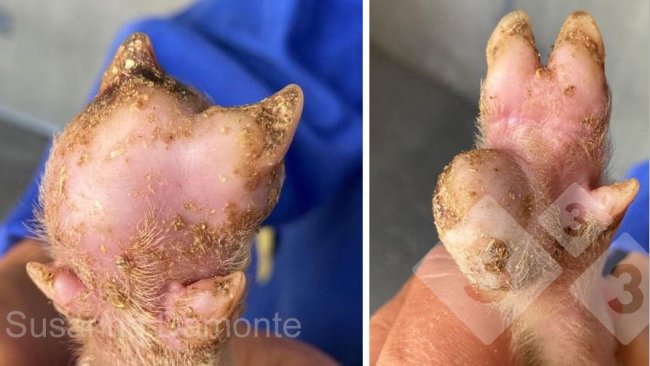 Figure 2. Lesion on sole of 15-day old piglet.