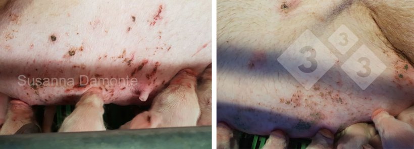 Figure 11.&nbsp;Mammary lesion in a lactating sow.
