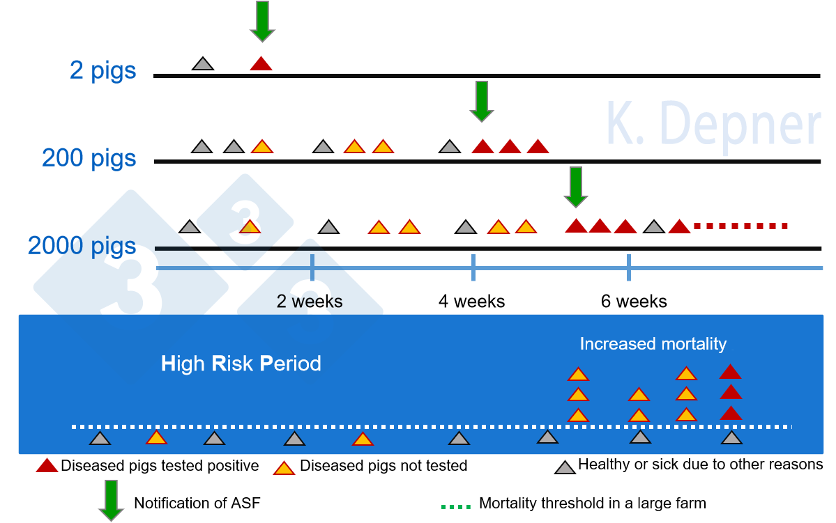 Figure 1. High risk period & farm size. Smaller holdings are generally in favor for early detection of ASF due to their small number of animals. On large farms, the first animals to become ill and die from ASF may be missed.