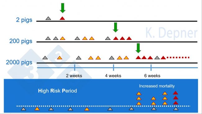 Figure 1. High risk period &amp; farm size​. Smaller holdings are generally in favor for early detection of ASF due to their small number of animals. On large farms, the first animals to become ill and die from ASF may be missed.
