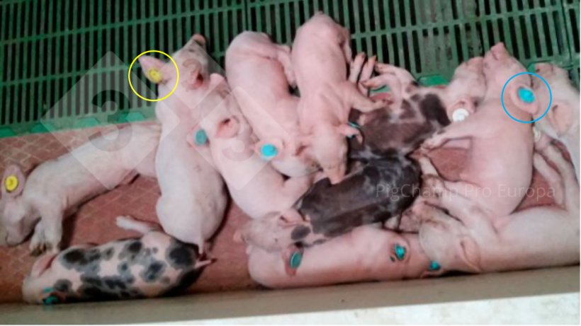 Figure 5. Piglets with distinctly colored ear tags. The result of&nbsp;not complying with AIAO.
