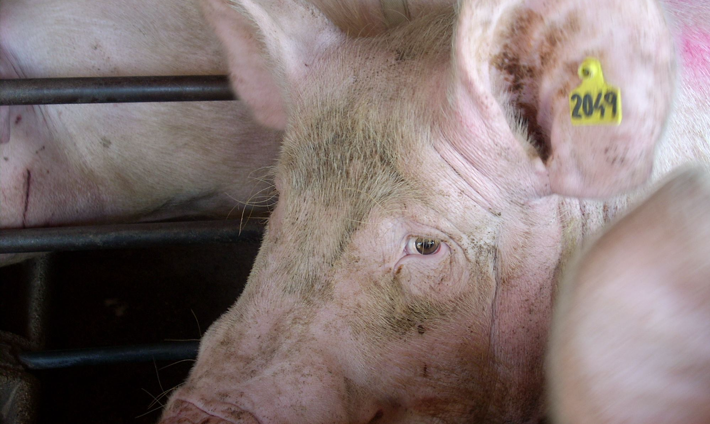 Russia: Another ASF outbreak on large farm - Swine news - pig333, pig ...
