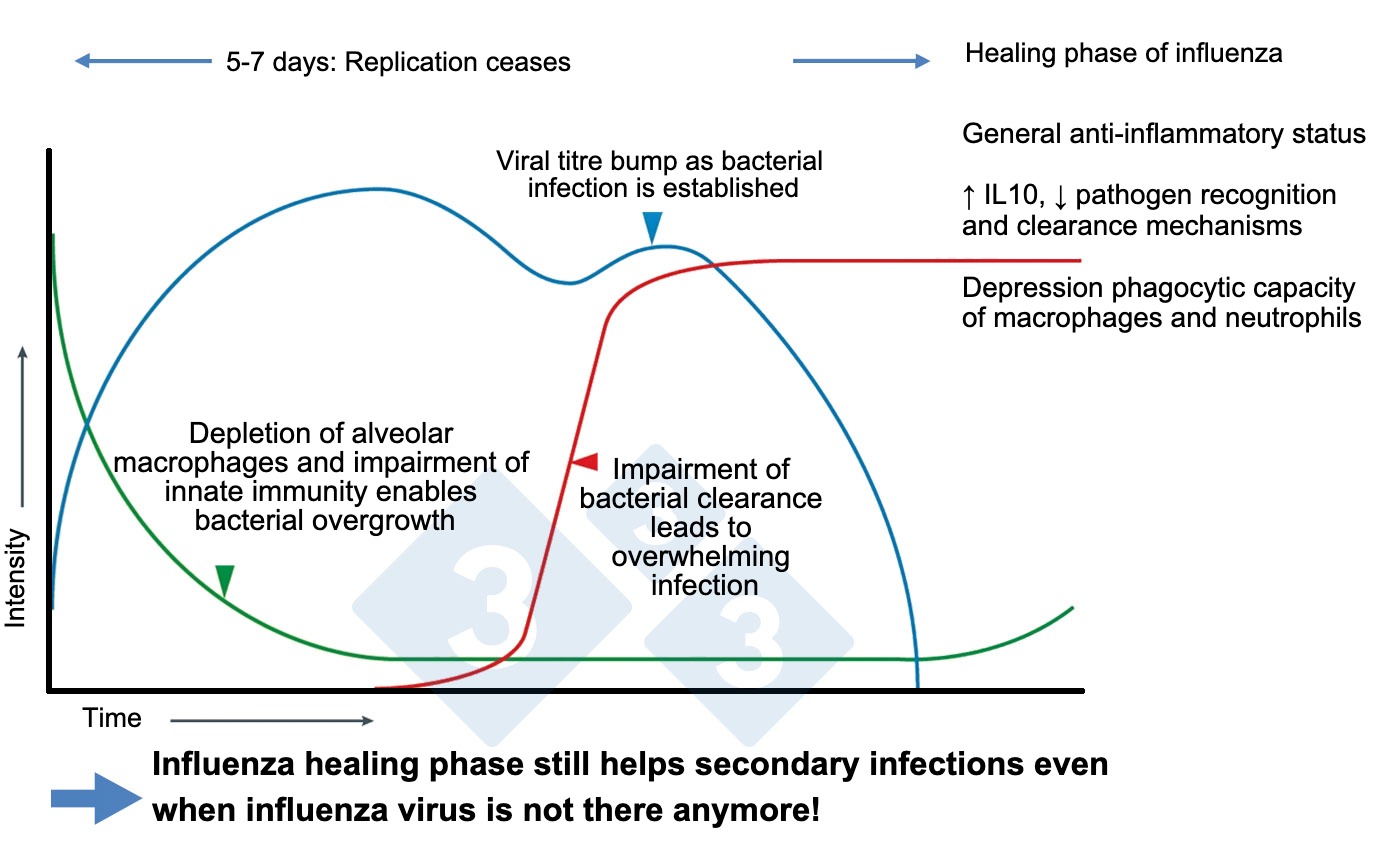 <p>Figure&nbsp;1. Modified from McCullers, 2014.</p>
