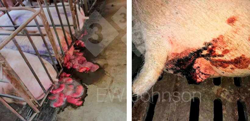 Photo 1. Abortion storm (left) and bloody diarrhea in sows (right).
