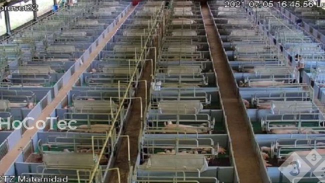 Farrowing room