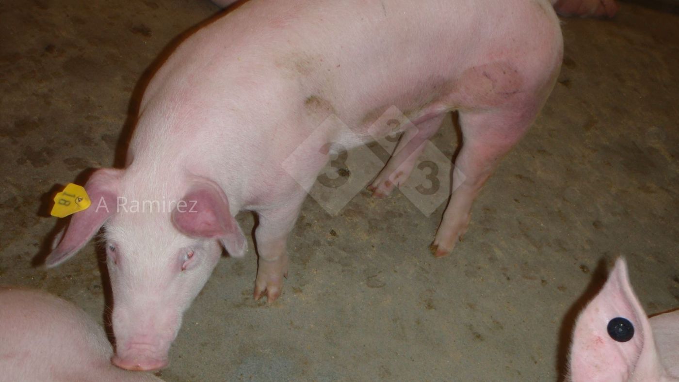 Photo&nbsp;1: Pig with&nbsp;red (hyperemic) ears and belly suggesting systemic illness.
