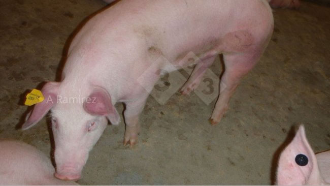 Photo&nbsp;1: Pig with&nbsp;red (hyperemic) ears and belly suggesting systemic illness.
