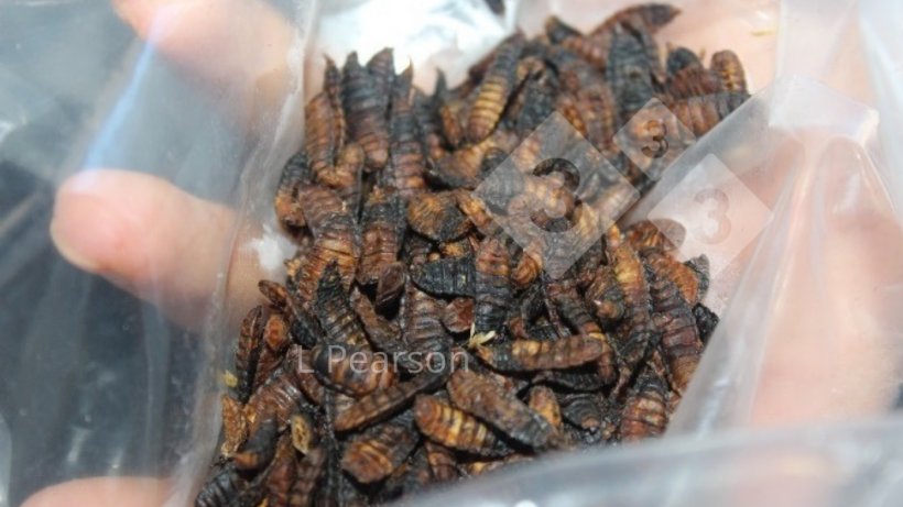 Figure 1. BSF larvae in production.