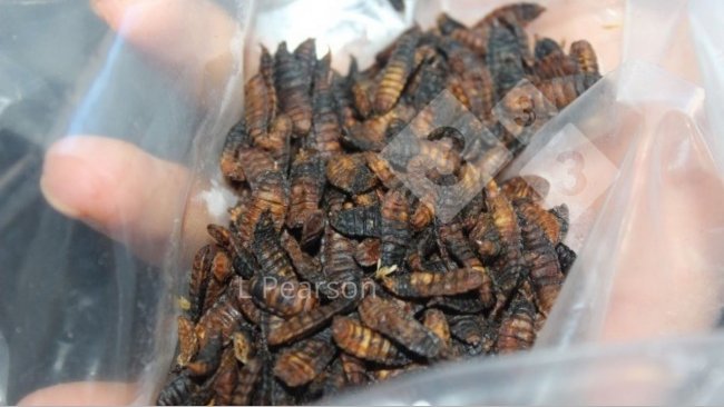 Figure 1. BSF larvae in production.