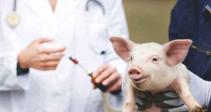 veterinary medicinal products