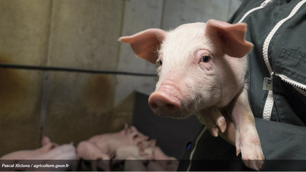 Different approaches to improving farm animal welfare - Articles - pig333, pig to pork community Different approaches to improving farm animal welfare - Articles - pig333, pig to pork community