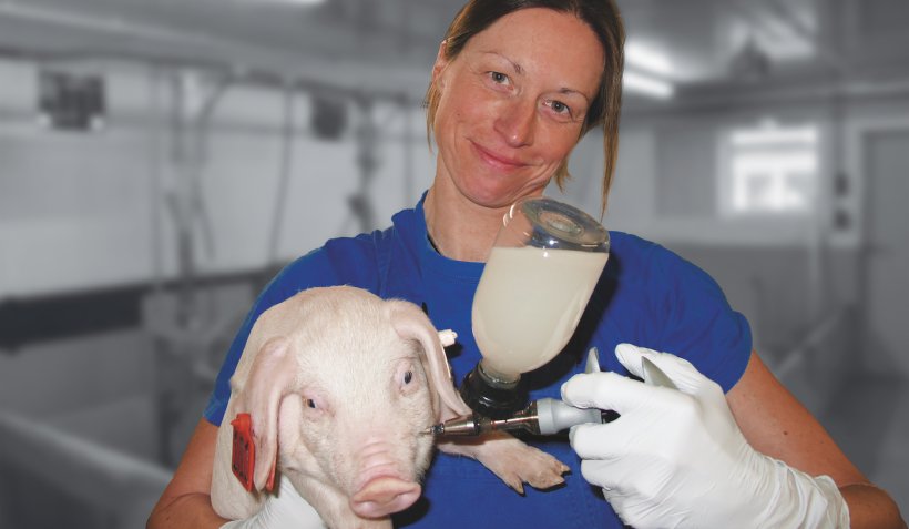 Oral vaccination of piglet with Salmonella Vaccine. Source: Ceva Sant&eacute; Animale.
