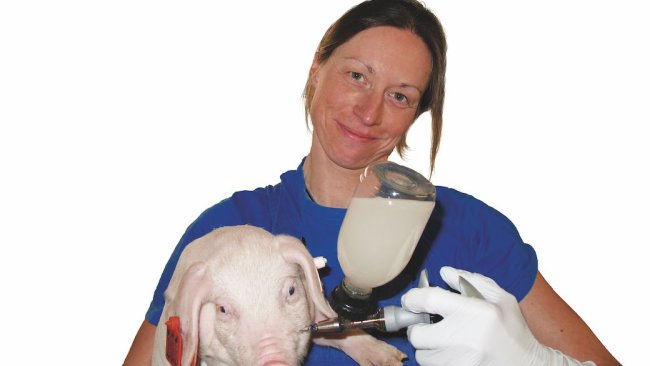 Oral vaccination of piglet with Salmonella Vaccine. Source: Ceva Santé Animale.