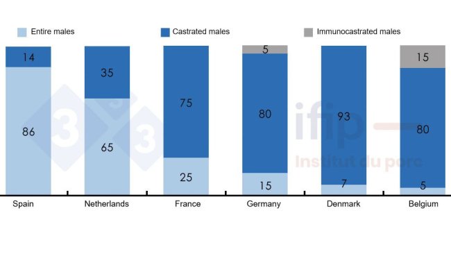 Breakdown of pig slaughter according to entire, castrated, or immunocastrated male pigs.