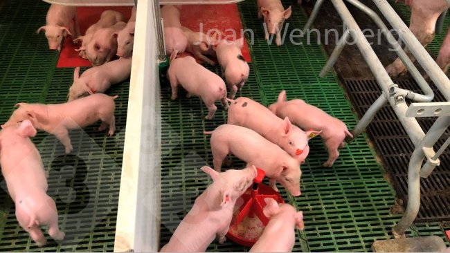 Figure&nbsp;2. During the first days, providing creep feed starting day 4-5 has the function of stimulating the piglet&#39;s curiosity towards the feed, hence the guideline of very little quantity, as many times per day as possible.

