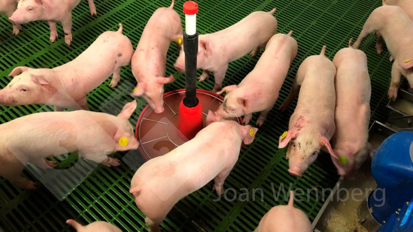 Figure&nbsp;2. Encouraging water consumption at weaning is as important as feed consumption. The main source of water in the farrowing room is milk, so it is important to help the piglets to find and consume clean water as soon as possible.
