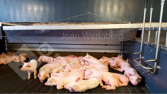 Photo 1. Cold piglets.