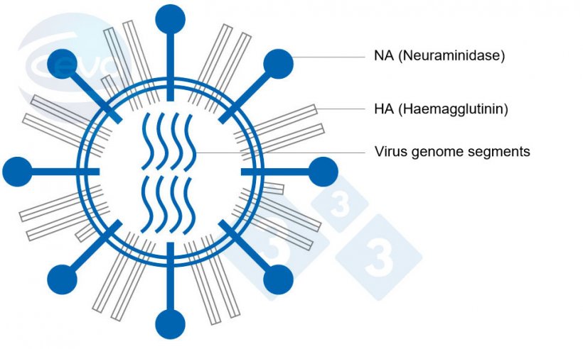 Figure 1. Representation of an influenza A virus.